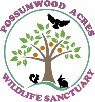 Possumwood acres wildlife sanctuary