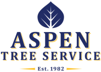 Aspen tree