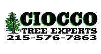 Ciocco tree experts