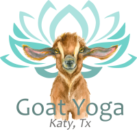 Goat yoga katy