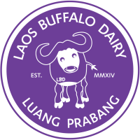 Laos buffalo dairy