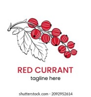 Red currant media