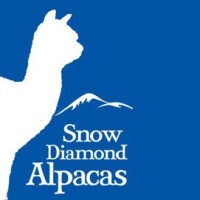 Snow diamond alpacas