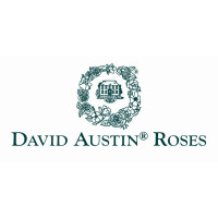 David austin roses