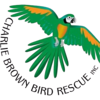 Macaw rescue inc.